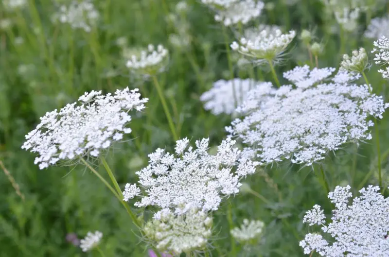 Cómo es el Jardín de los Venenos, que alberga más de 100 plantas tóxicas
