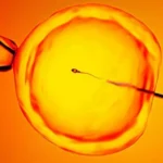 La revolucionaria técnica que ayuda a encontrar "espermatozoides ocultos" y ofrece esperanza a hombres con infertilidad
