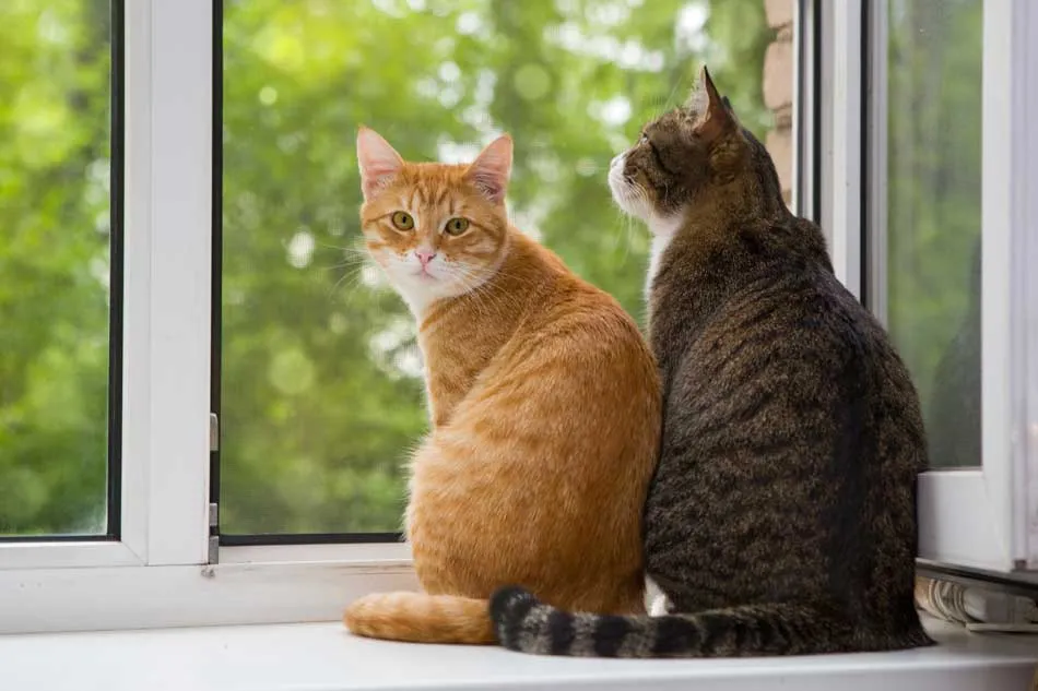 ¿Es cierto que los gatos nos ven como felinos grandes? Esto dicen los científicos