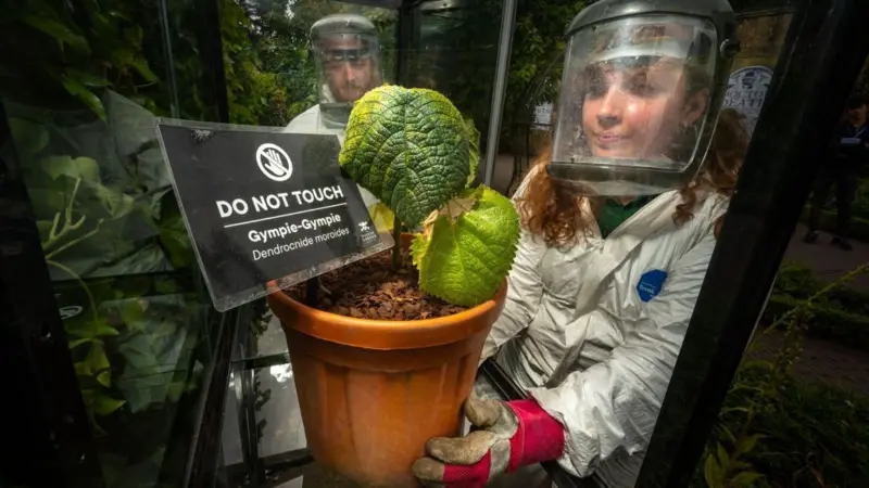 Cómo es el Jardín de los Venenos, que alberga más de 100 plantas tóxicas