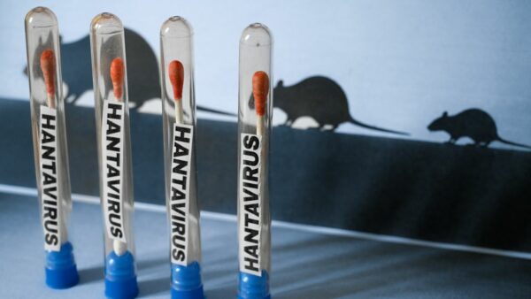 hantavirus