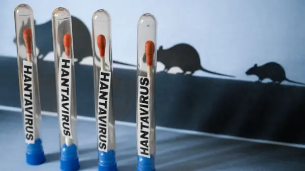 hantavirus
