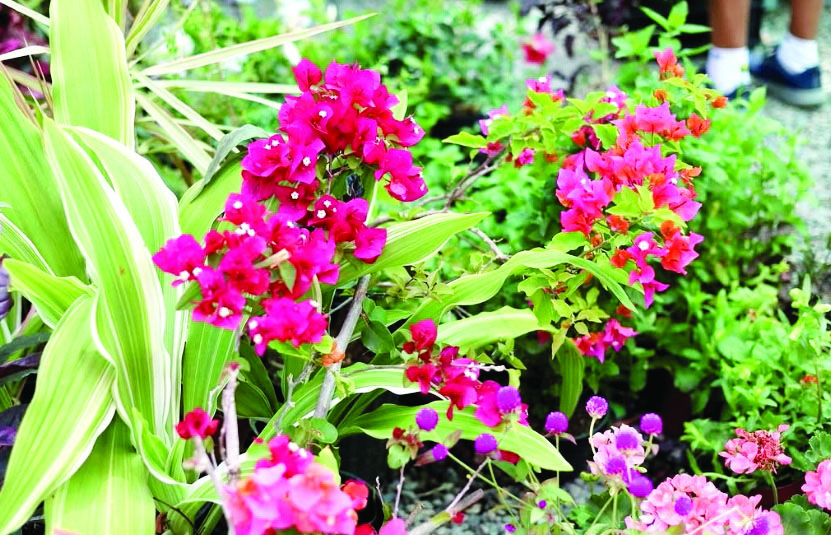 Festival de las Flores:15 años elevando cultura y turismo de Jarabacoa