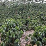 Productores de café advierten falta de apoyo mantiene estancado sector