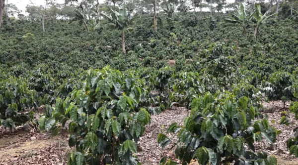 El cultivo del café representa una actividad clave para economía de más de 620 productores en Jarabacoa y la conservación del medio ambiente.  Olga de la Cruz
