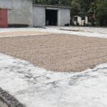 La producción de café dominicano bajo ataque de plagas, rezago y bajo rendimiento