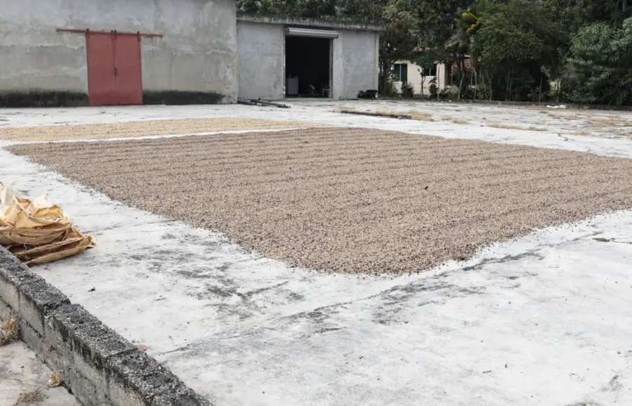 La no intervención en el sector cafetero supone la pérdida de unos US$750 millones en los próximos 10 años, indica el informe.