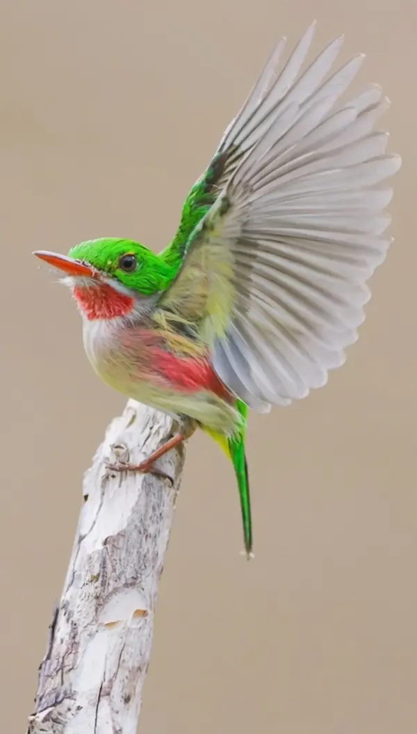 El barrancolí (Todus subulatus).  AGENCIA FOTO
