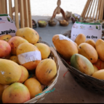 ¿Qué es lo que está pasando con los mangos de Baní?