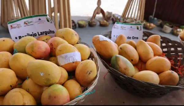 Mangos.jpg.