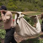 Hallan más de 3,000 plantas: La DNCD desmantela en Ocoa la mayor plantación de marihuana