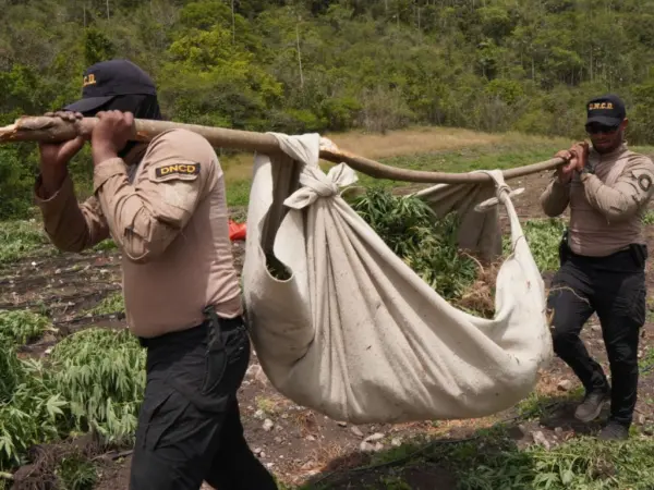 DNCD-MARIHUANA-OCOA-