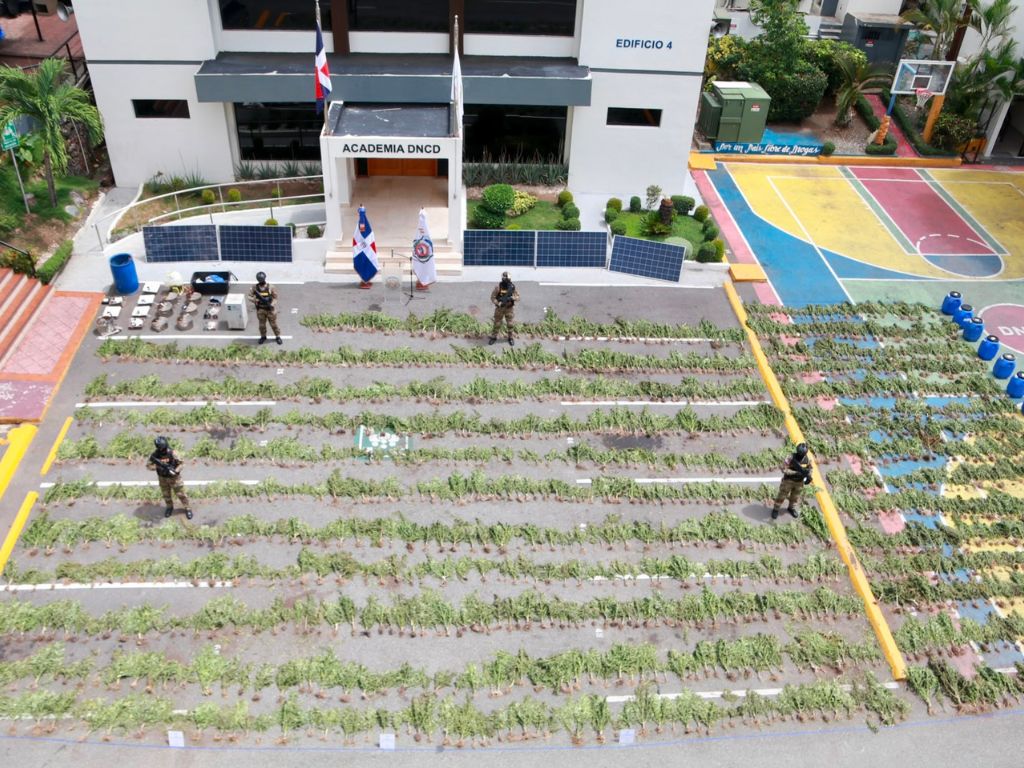 Operativo en Ocoa dejó un total de 3,533 plantas de marihuana decomisadas