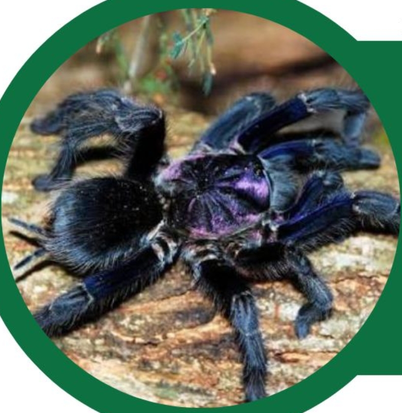 Amantes de vida silvestre tienen espacio para conocer mitos de fauna
