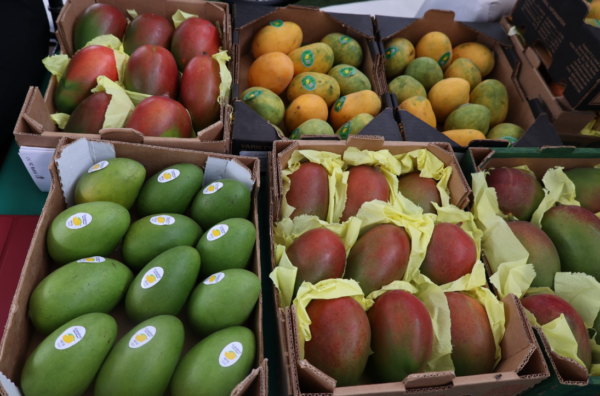 Mango-Bani3