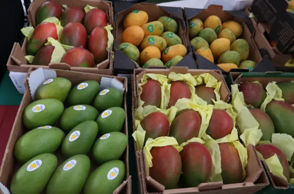 Mango-Bani3