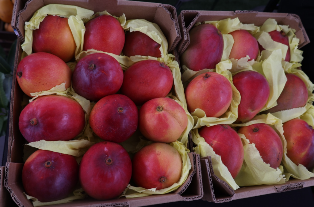 Expo Mango: feria que impulsa exportaciones y dinamiza la economía del sur