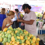 Más allá del Banilejo: los mangos de Haití, India y Estados Unidos que se venden en RD