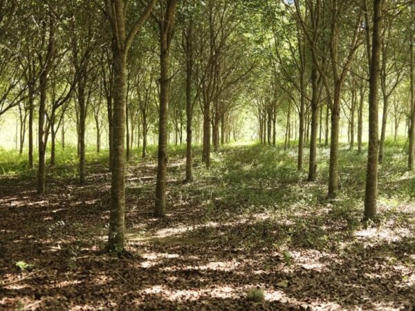 Medio Ambiente