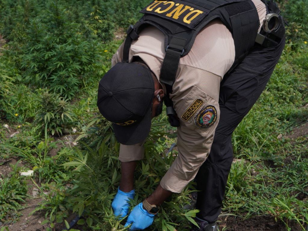 Hallan más de 3,000 plantas: La DNCD desmantela en Ocoa la mayor plantación de marihuana