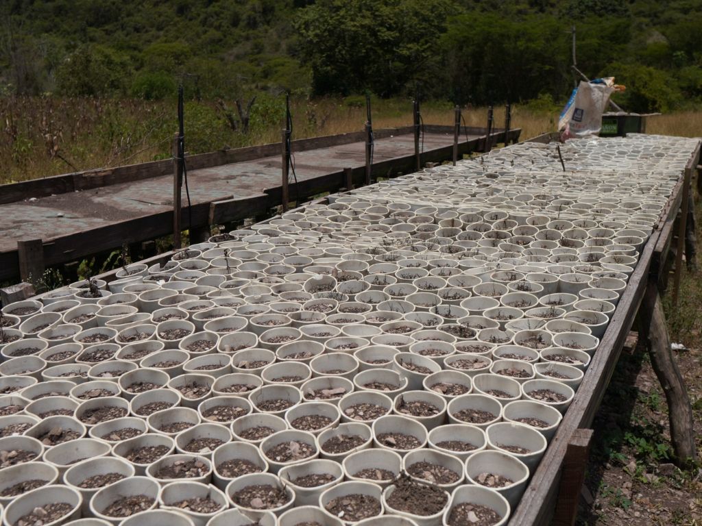 Hallan más de 3,000 plantas: La DNCD desmantela en Ocoa la mayor plantación de marihuana