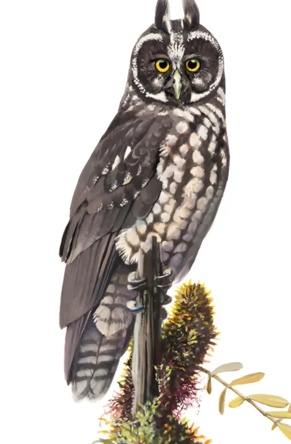 vida silvestre