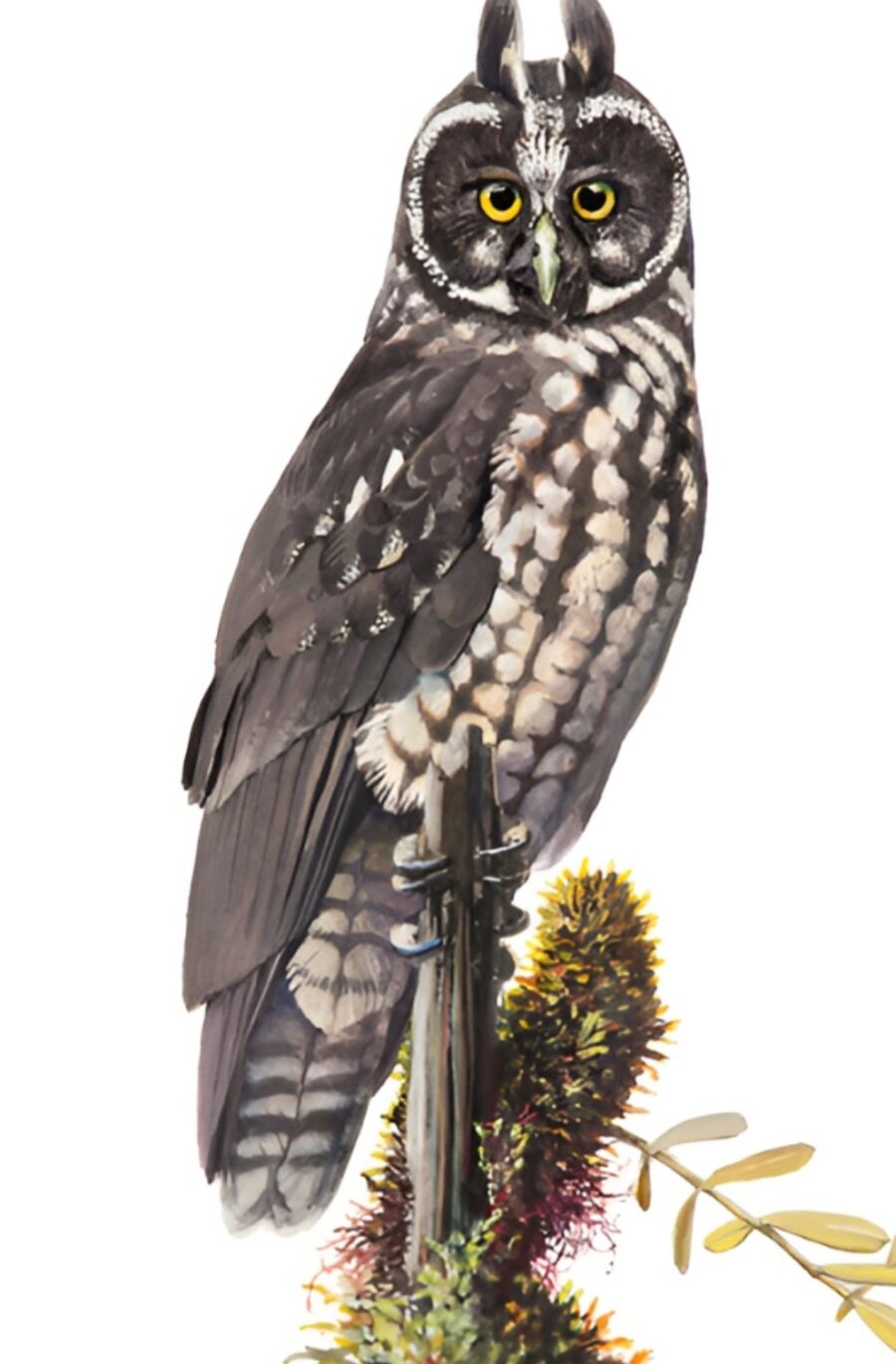 vida silvestre