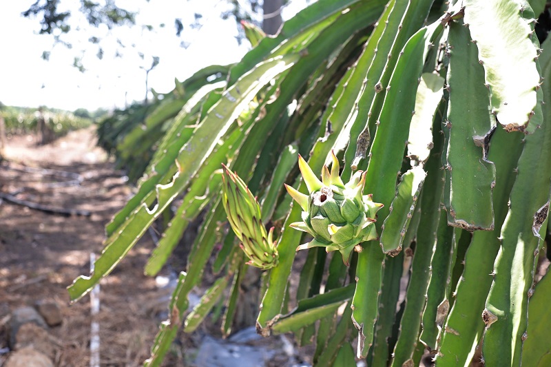 Pitahaya dominicana gana terreno en Europa y espera acceso a mercado de EE.UU