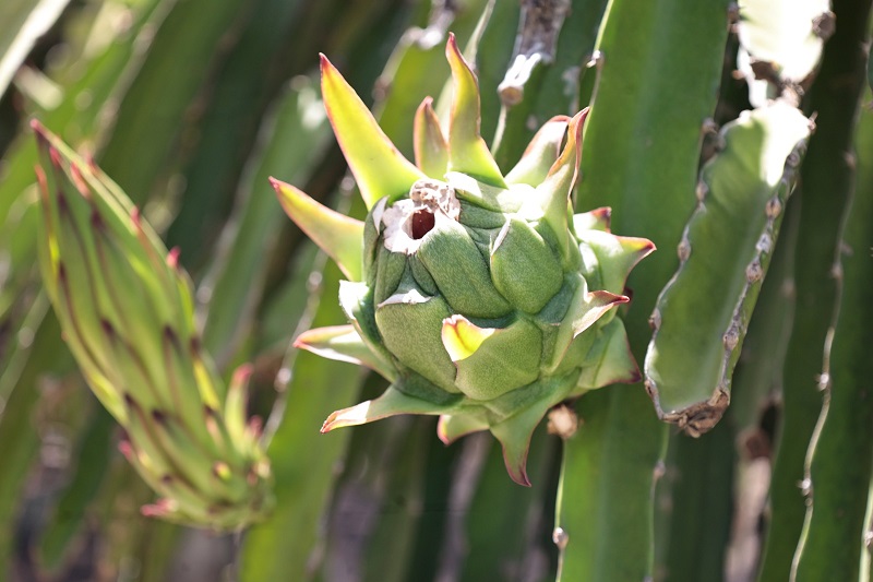 Pitahaya dominicana gana terreno en Europa y espera acceso a mercado de EE.UU
