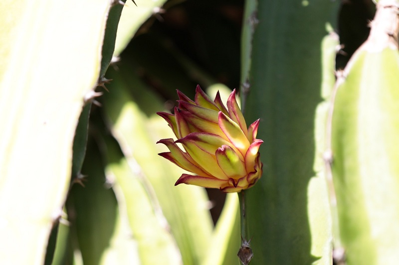 Pitahaya dominicana gana terreno en Europa y espera acceso a mercado de EE.UU