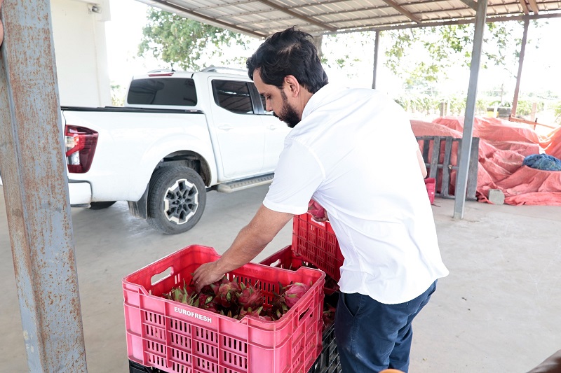 Pitahaya dominicana gana terreno en Europa y espera acceso a mercado de EE.UU