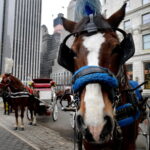 Nueva York retoma los paseos en carruajes tirados por caballos tras la muerte de un joven
