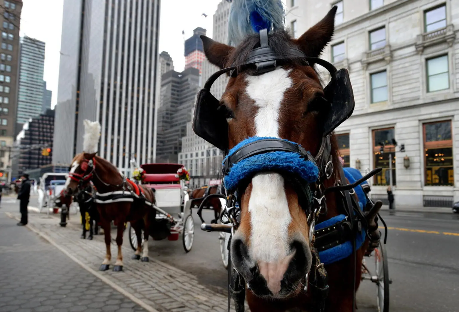 Nueva York retoma los paseos en carruajes tirados por caballos tras la muerte de un joven