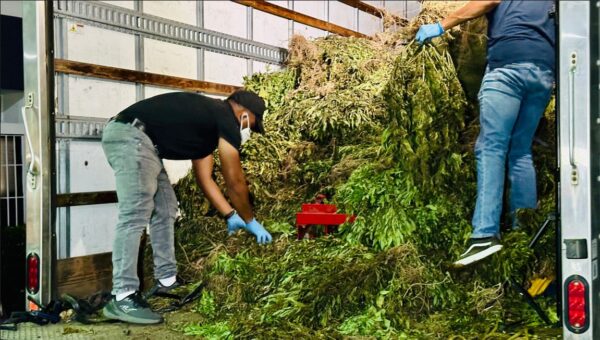 Marihuana decomisada en Ocoa tuvo peso superior a las 13,000 libras