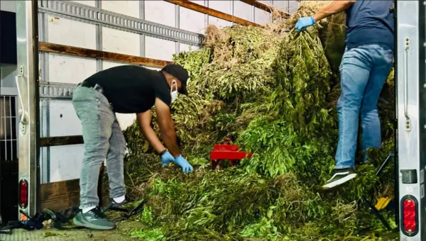 Marihuana decomisada en Ocoa tuvo peso superior a las 13,000 libras