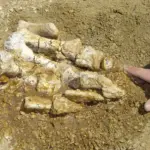 Hallan en un cajón el primer hueso de dinosaurio de la Antártida