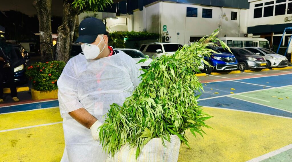 Marihuana decomisada en Ocoa tuvo peso superior a las 13,000 libras