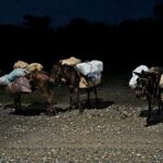 Ni los animales se salvan: Ejército intercepta mulos cargados con mercancía ilegal en Elías Piña