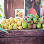 De Baní para el mundo: el mango dominicano fortalece sus exportaciones