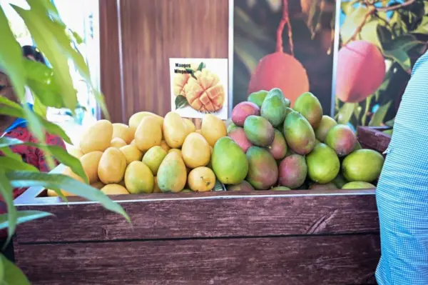mango-baní-festival del mango