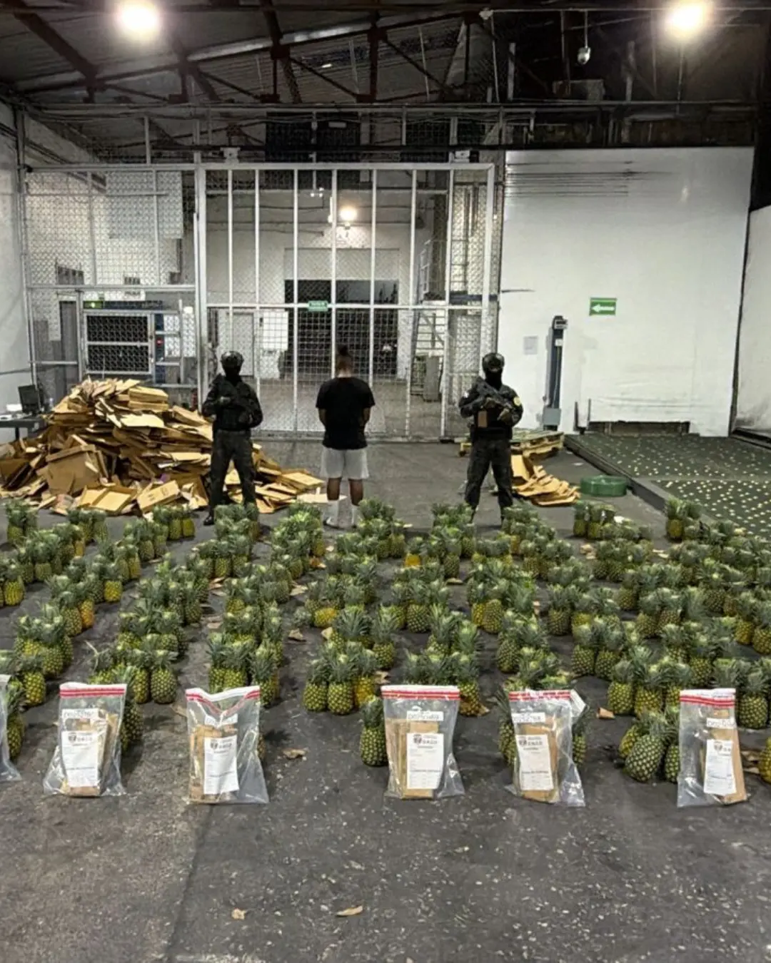 Cocaína escondida en piñas tenía como destino Afganistán