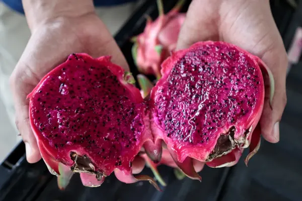 Reportaje sobre Pitahaya, Santiago, El Día/ Olga De la cruz, 22/06/2026