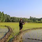 La crisis de Ormuz reducirá la producción agrícola y subirá los precios, también en 2027