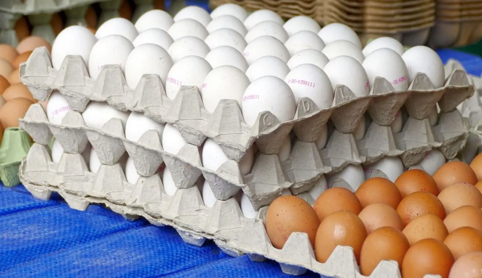 República Dominicana reinicia las exportaciones de huevos hacia Cuba