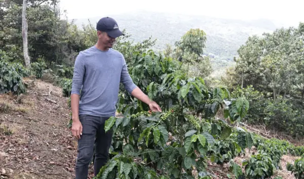 La   Red Nacional de Productores y Emprendedores de Café se quejó de que el Gobierno no ha brindado el respaldo necesario al sector cafetalero.  Olga de la Cruz