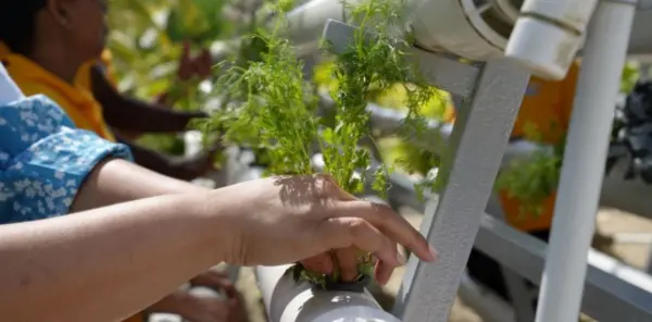 En  Infotep los jóvenes adquieren  competencias  para producir   vegetales con la   calidad e inocuidad requerida por el mercado.