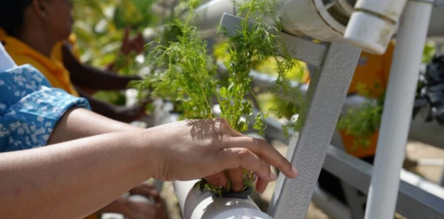 En  Infotep los jóvenes adquieren  competencias  para producir   vegetales con la   calidad e inocuidad requerida por el mercado.