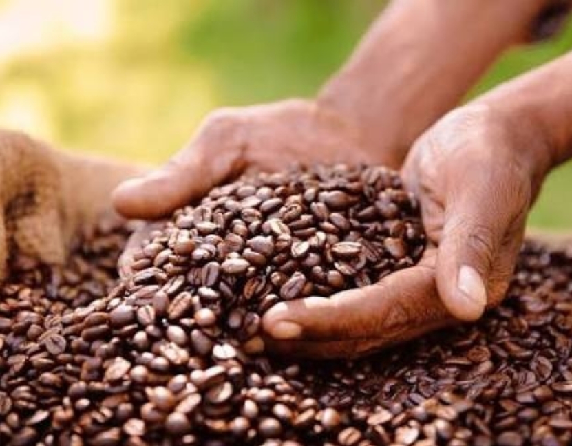 Preocupa proliferación de marcas con café importado en República Dominicana