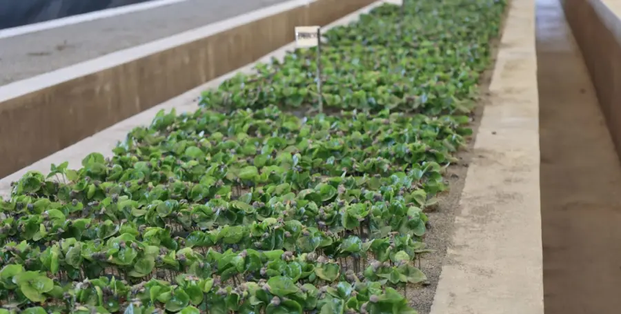 En últimos siete años RD exportó café por un valor acumulado de US$180.5 millones, de acuerdo a estadísticas de ProDominicana.