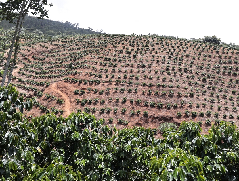 La siembra de café gana impulso como estrategia de sostenibilidad